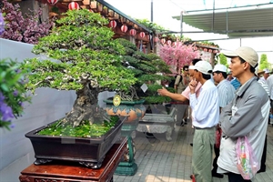 Asia-Pacific Bonsai Festival 2015 kicks off in HCM city